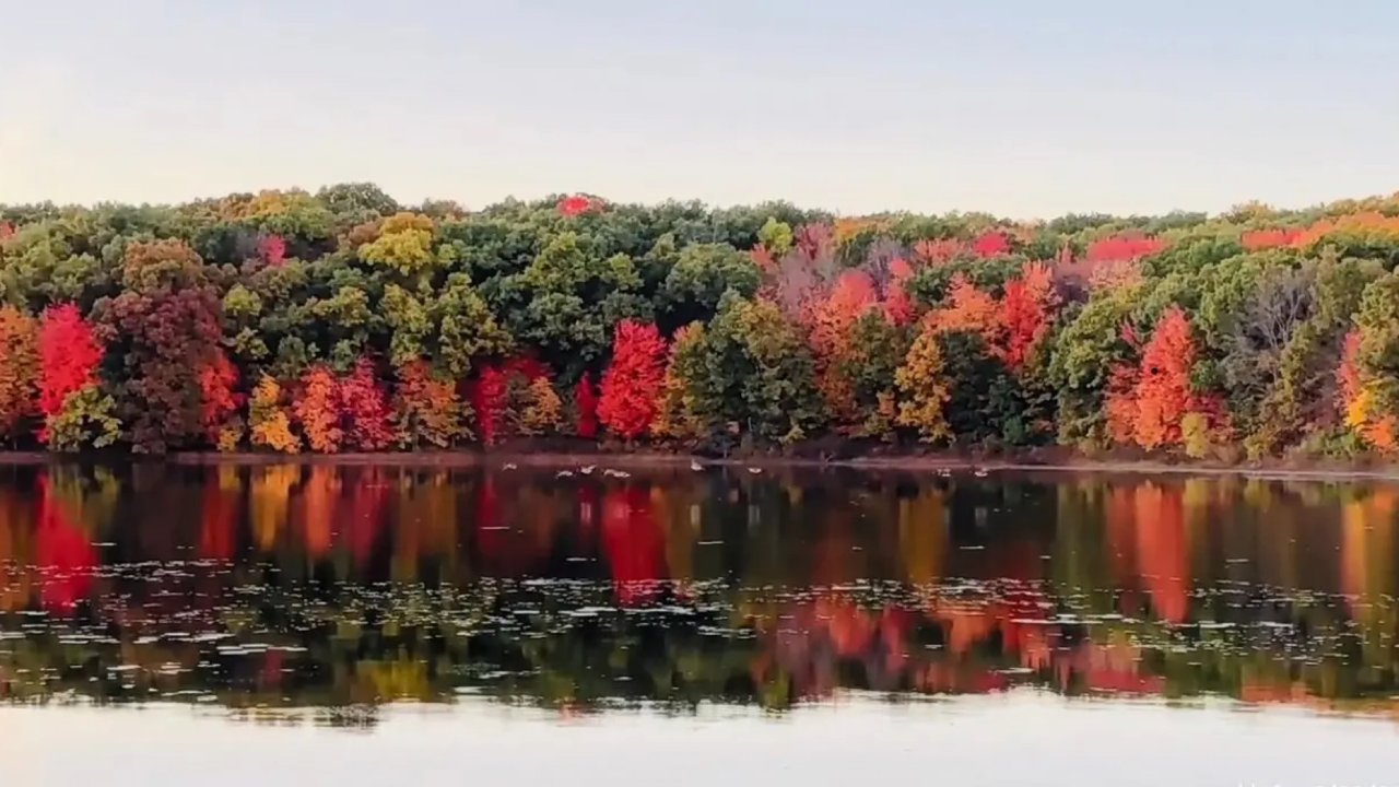 【Pickrel Lake 赏枫】枫叶🍁，就是最美的秋日画作！