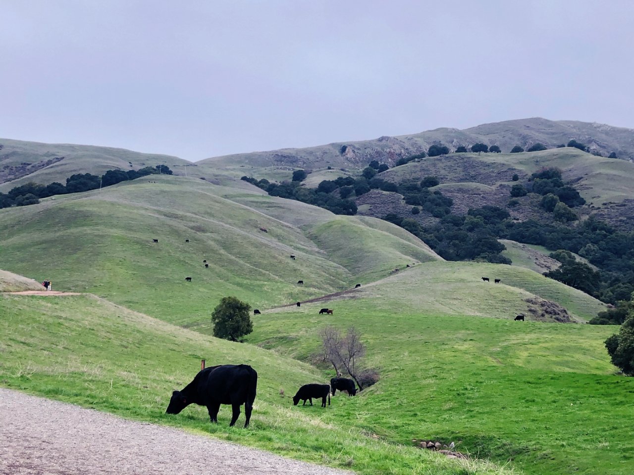 出游｜牛儿在山坡吃草🐂，人儿在草地拍照📷...