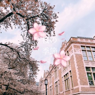 西雅图华大樱花🌸的独特魅力 ｛三月春3｝...