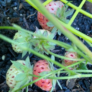 菠萝草莓开始有收获了🍓院子里的月季开的很...