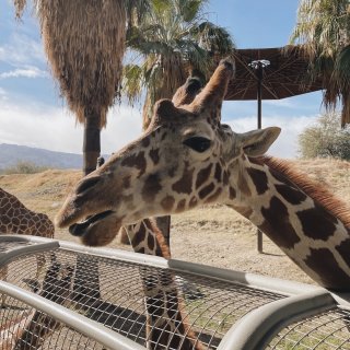最療癒的動物園 Palm Springs...