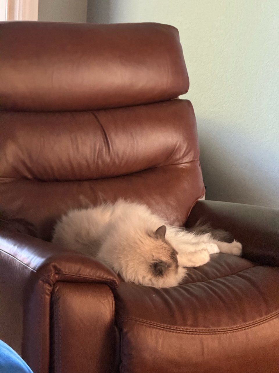 Lazboy的皮椅就给猫睡了...