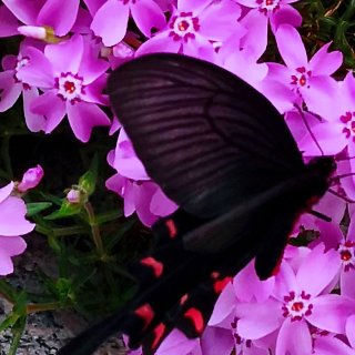 花与蝴蝶🦋
