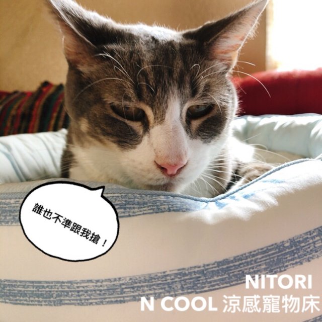 讓貓貓搶著躺的Nitori N C...