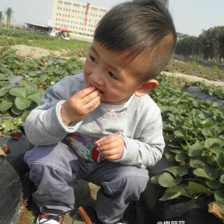 摘草莓🍓