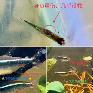 养鱼Plog｜Fish Live Mat...
