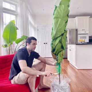 家有绿植｜170美金网购的巨型琴叶榕终于...