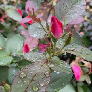 雨中的花朵儿🌹...