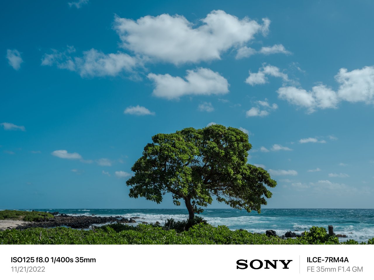 夏威夷海边的银毛树...