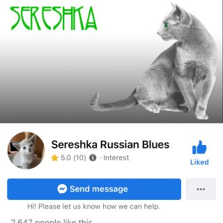 寻猫记｜俄罗斯蓝猫好难找🥲...