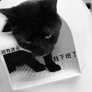 黑与白｜臭豆腐&雪屋 斩获设计奖的艺术猫...