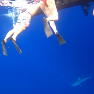 夏威夷🦈我以为的鲨鱼浮潜vs真实的鲨鱼浮...