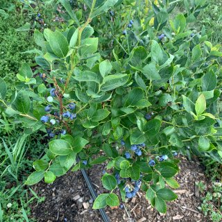 摘蓝莓