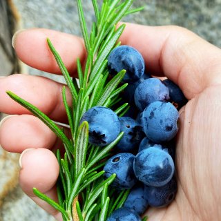 小菜园的蓝莓熟啦，还有西葫芦、西红柿...