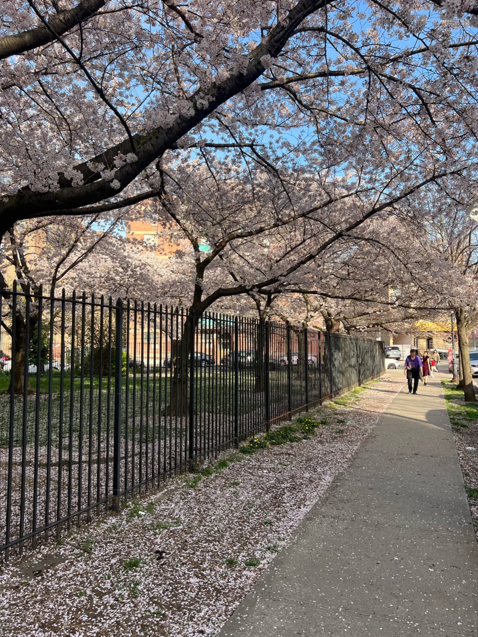 纽约法拉盛附近公园樱花开啦🌸peak赏花...