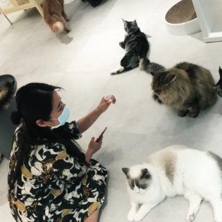 台灣·紅玥緬因貓咖啡藝廊🐱一邊吸貓一邊享...