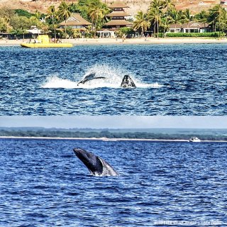 夏威夷 | 出海看鲸🐳·座头鲸冬季巡游回...