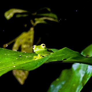牛气1｜呱呱，哥斯达黎加有多少种小青蛙？...