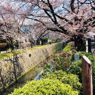 京都赏樱,日本游,厉害了我的背景墙