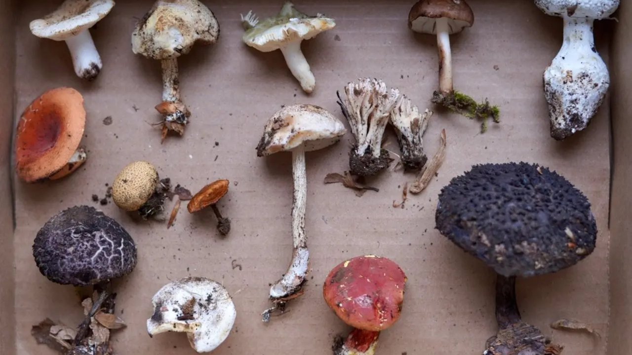 美东蘑菇日记🍄