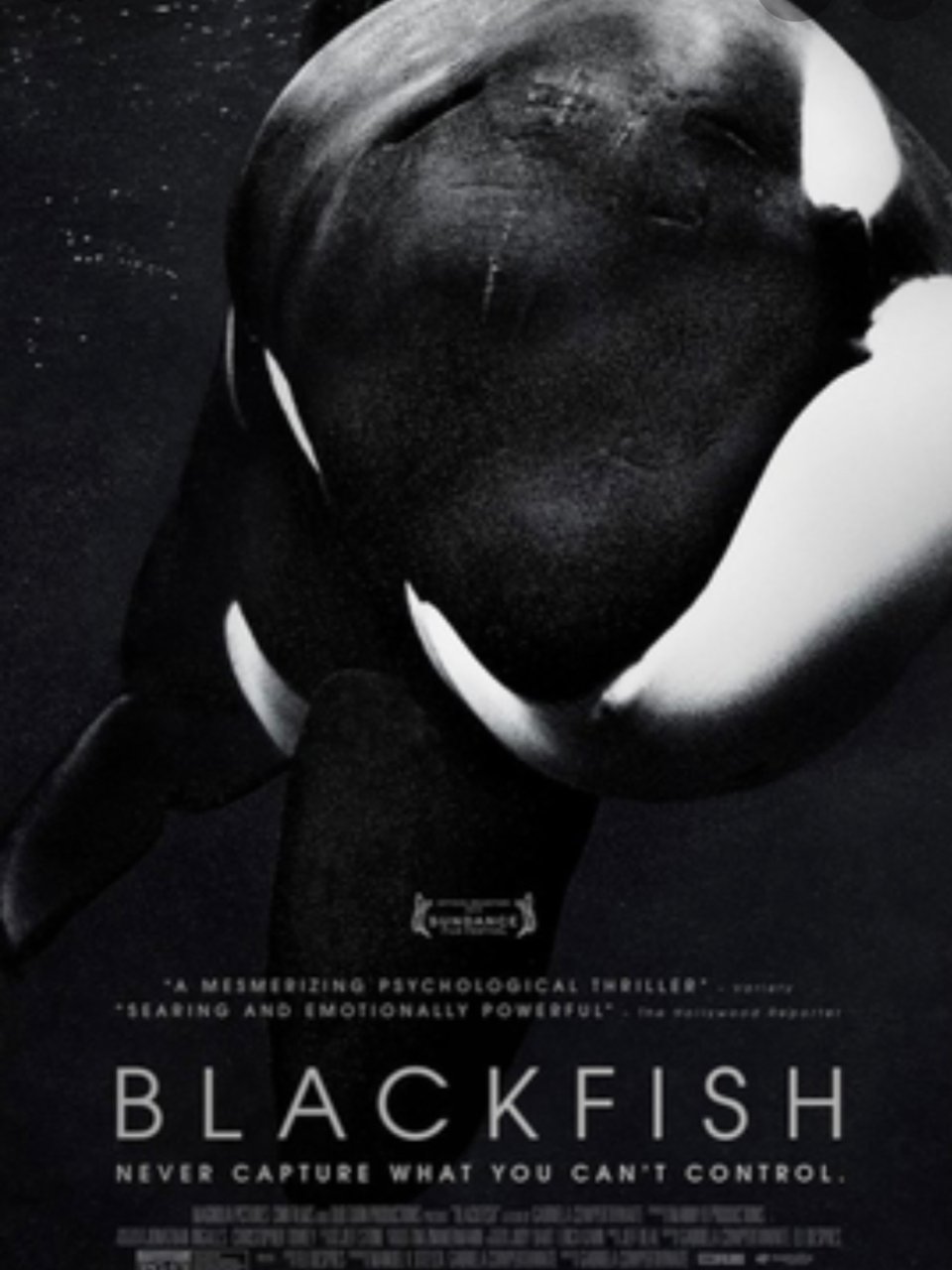推荐一部纪录片 | Black Fish...