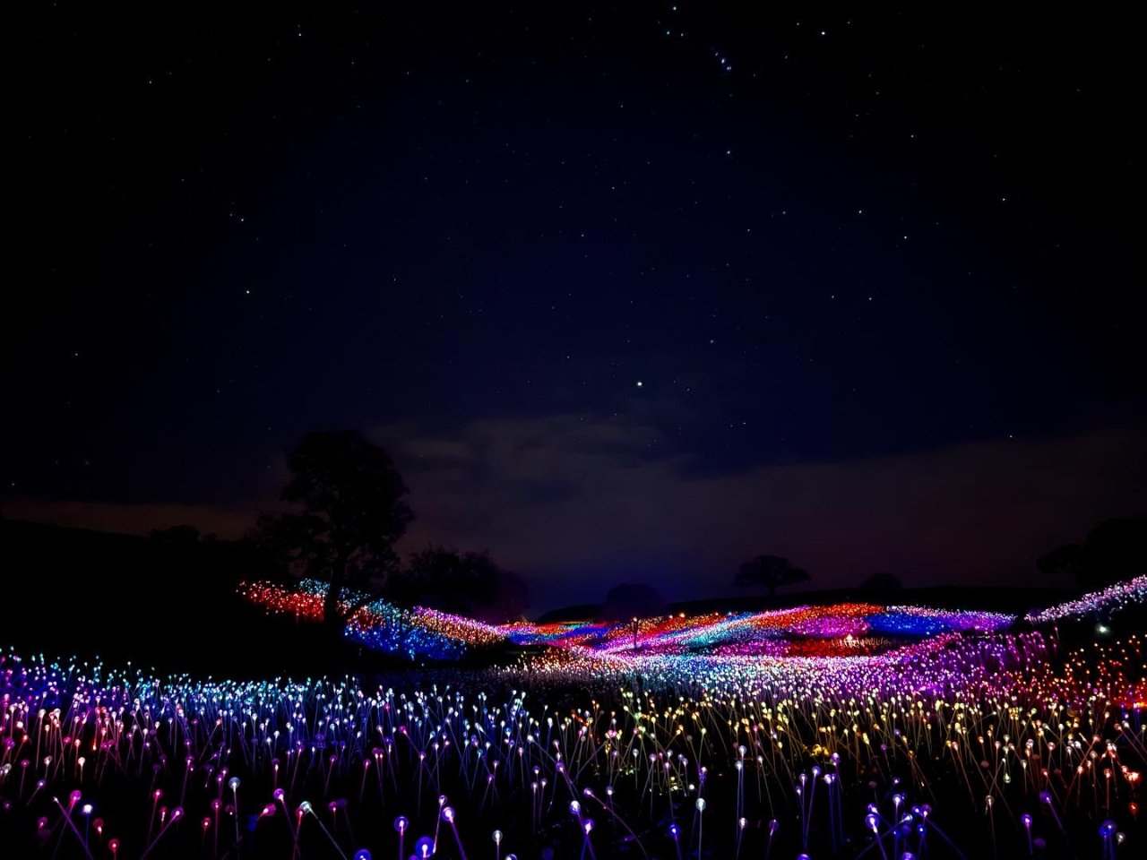 Paso Robles,Field of Light,展覽