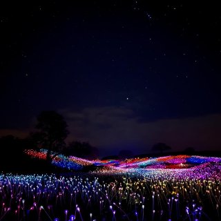 Paso Robles,Field of Light,展覽