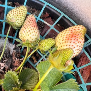 草莓草莓，有到吃🍓的季节...