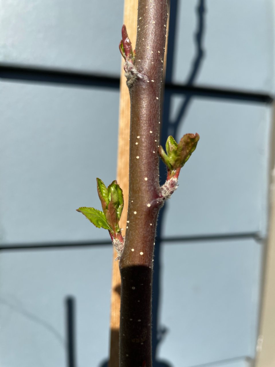 阳台种植｜寒冬后的苹果树苗又发芽了！🍎...