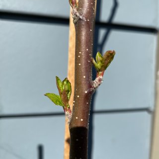 阳台种植｜寒冬后的苹果树苗又发芽了！🍎...