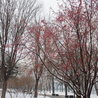 北京的雪❄️
