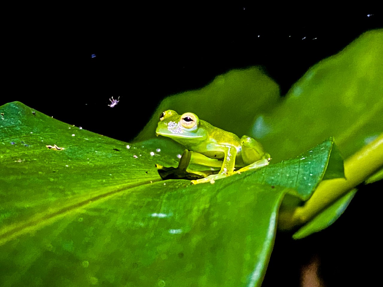 牛气1｜呱呱，哥斯达黎加有多少种小青蛙？...