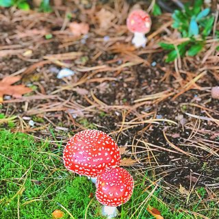 秋天的尾巴🍁｜户外健行｜意外的野蘑菇🍄...