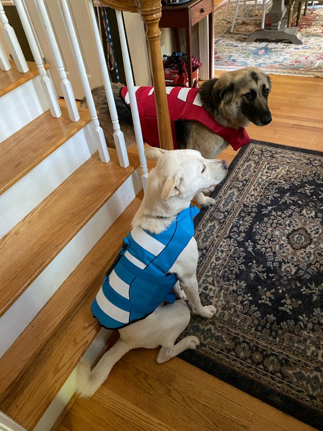 你的救生员（狗）已到位