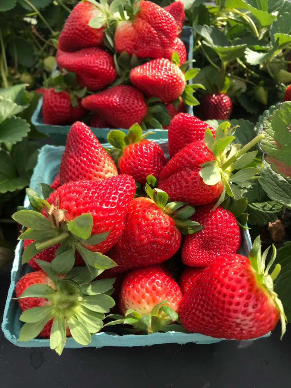 草莓🍓味道超好