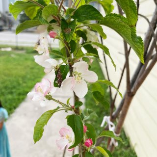 原来苹果树花也可以这么美❗️...