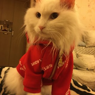猫咪卫衣DIY