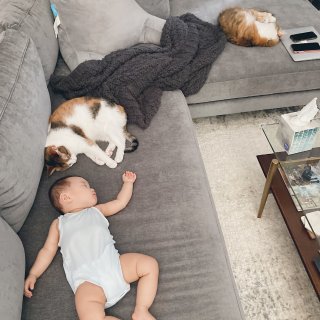 寶寶和兩隻貓主子的療癒相處時刻...