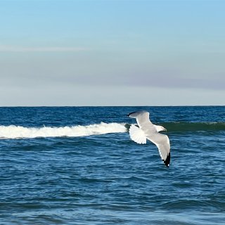 壮观的大海美丽的海鸥...