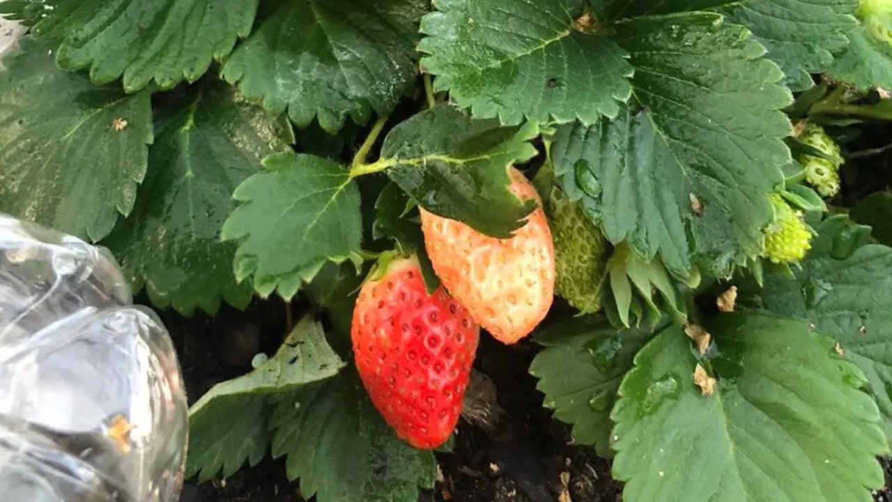 上班族也能自己种草莓🍓