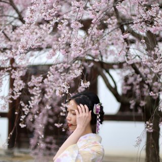 日本旅行回忆之京都和服旅拍，樱花和你都是...