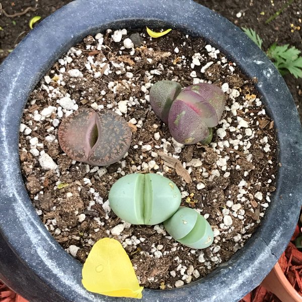 晒货图片