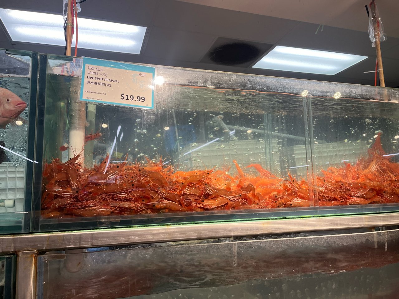 又到了西雅图吃珊瑚虾的季节...