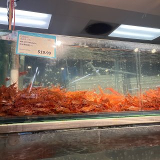 又到了西雅图吃珊瑚虾的季节...