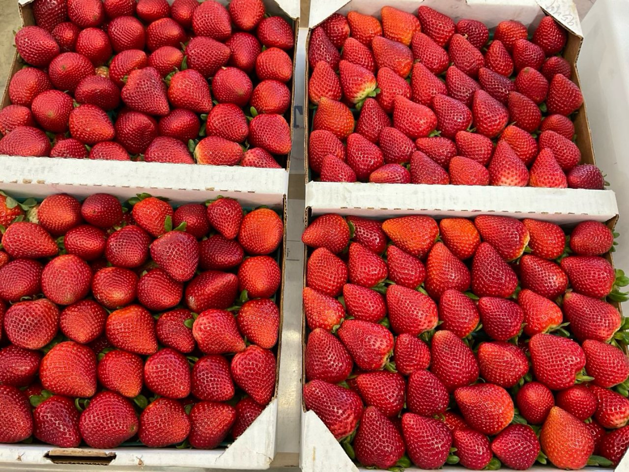 新鲜农场草莓🍓...