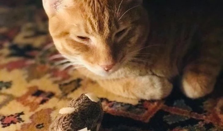黑猫不紧张