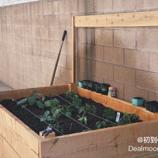 后院生活|播种季 小菜园初建成...