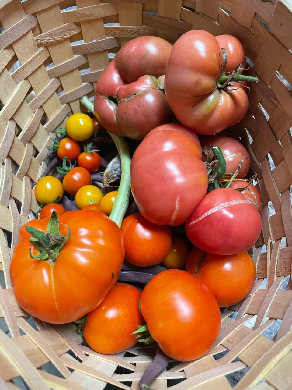 种｜番茄🍅品种这么多，喜欢的有几个？...