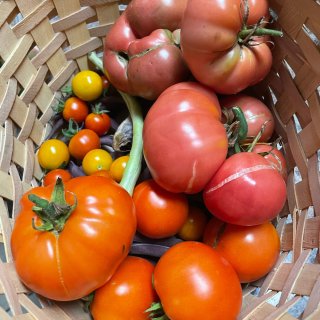 种｜番茄🍅品种这么多，喜欢的有几个？...
