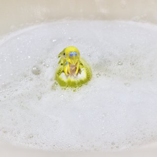 第一次给两只鹦鹉🦜洗泡泡浴🧼🛀...